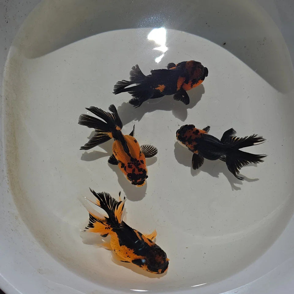 Mixed Oranda Juvenile (Copy)