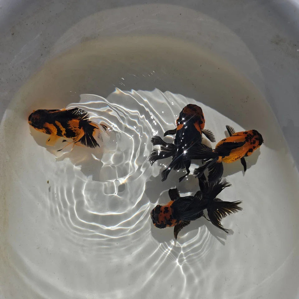 Apache Oranda Juvenile