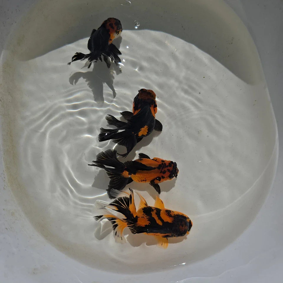 Apache Oranda Juvenile