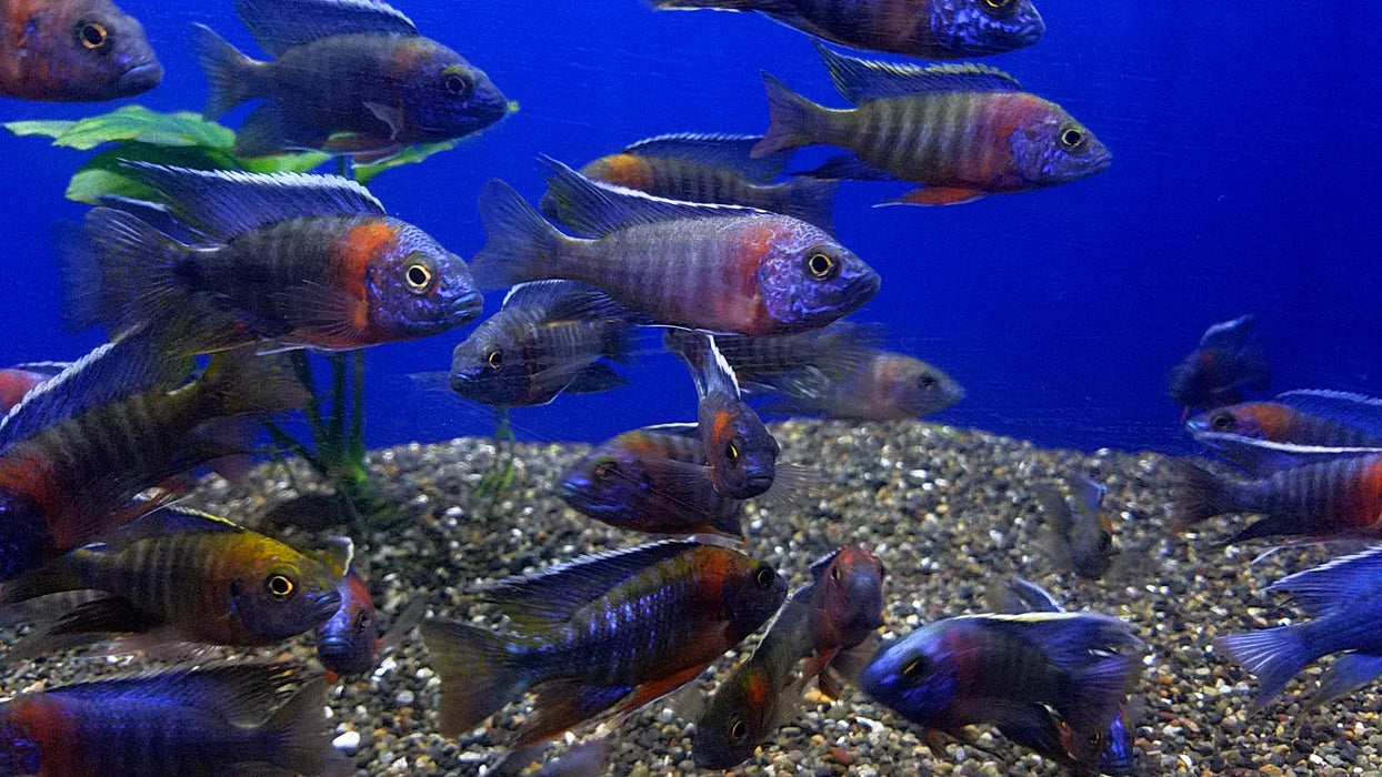 2-2.5" RED SHOULDER BLUE PEACOCK CICHLID (AULONOCARA HANSBAENSCHI)