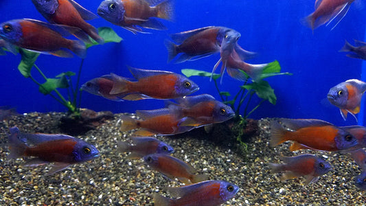 African/American Cichlids – SD Tropicals