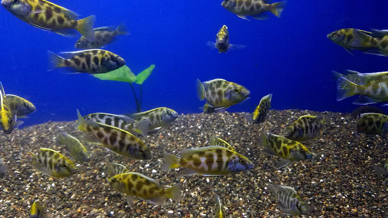 3" VENUSTUS AFRICAN CICHLID (HAPLOCHROMIS VENUSTUS)