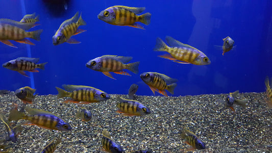 2-2.5" TROPICAL TAIWAN REEF AFRICAN CICHLID (PROTOMELAS SP. "STEVENI TAIWAN")