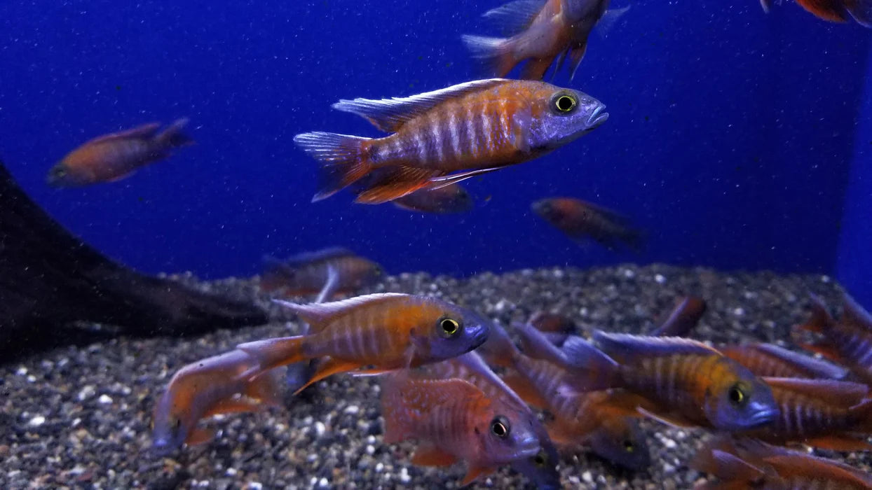 2-2.5" RED JACOB PEACOCK CICHLID (AULONOCARA JACOBFREIBERGI)