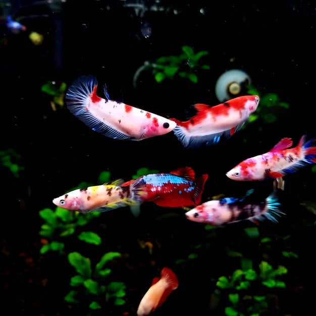 MIXED PLAKAT FEMALE BETTA KOI, NEMO, CANDY, GALAXY