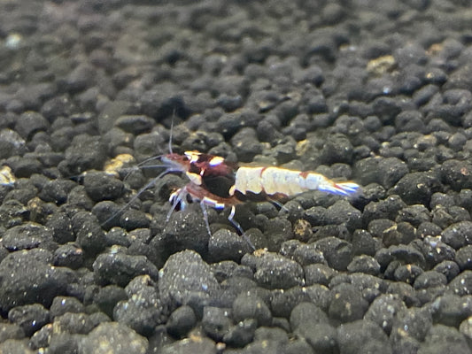 Red Pinto