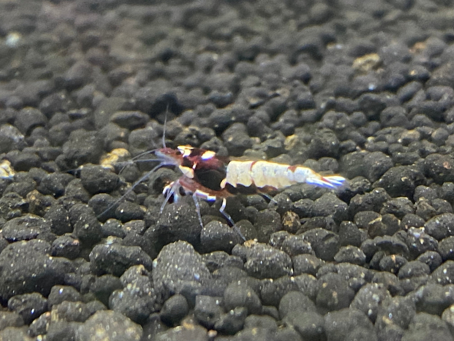 RED PINTO