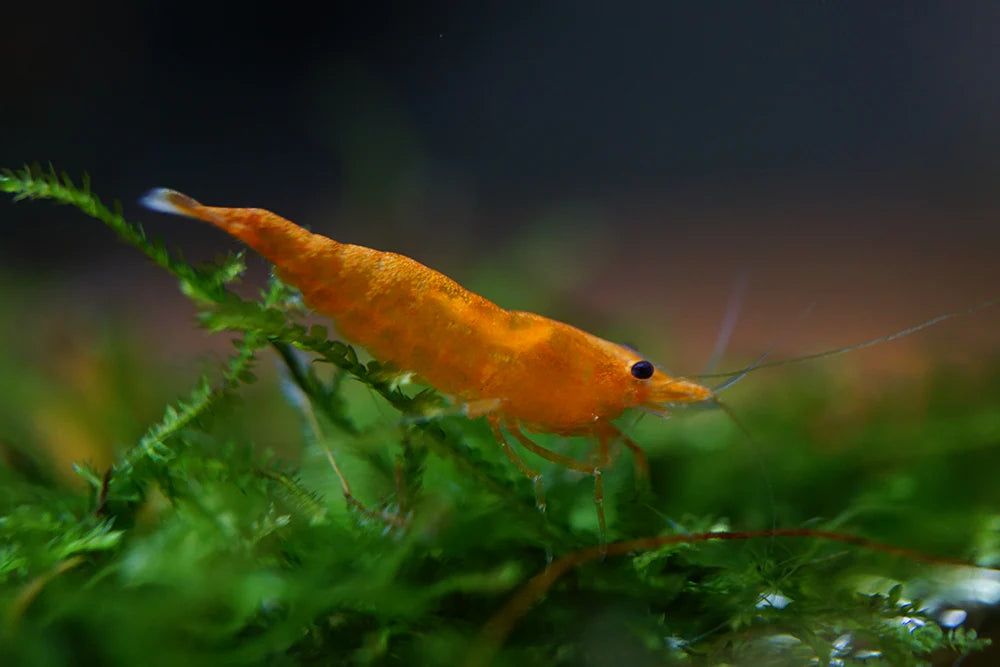 Sunkist (Orange Pumpkin)
