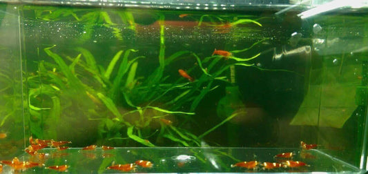 Super Red - Stripes SS Grade (PACK OF 5+1 DOA)