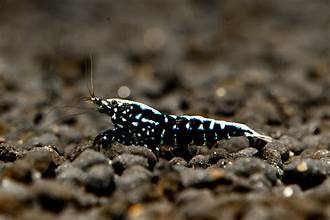 Black Galaxy Pinto