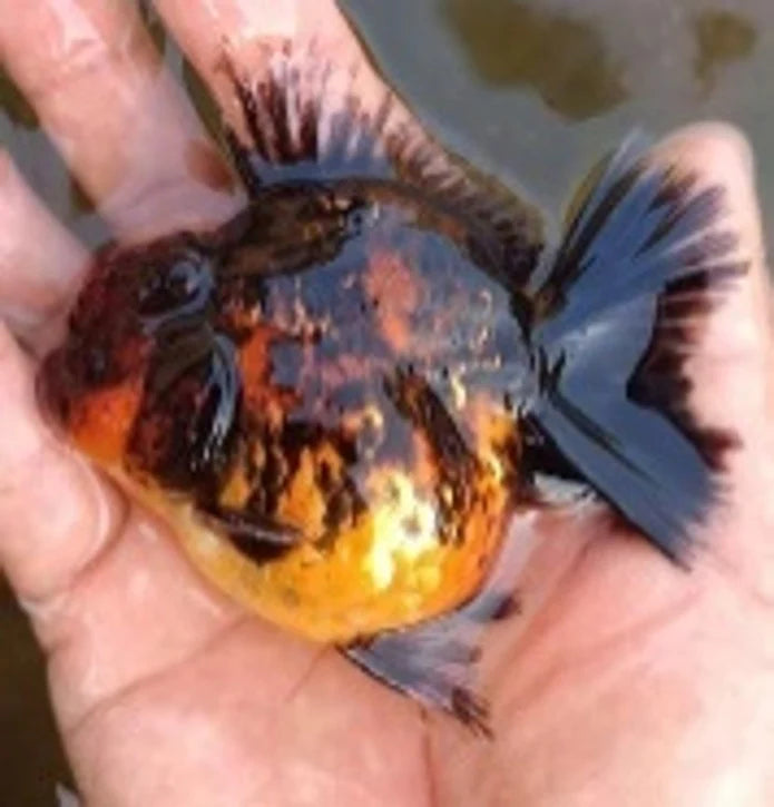 TIGER THAI ORANDA