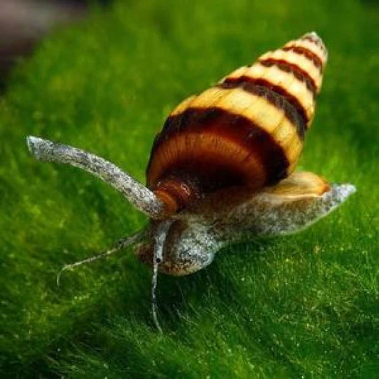 Assasin Snail