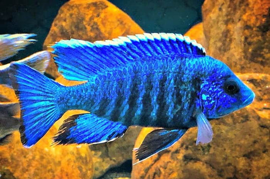 2.5-3" BLUE PEACOCK (AULONOCARA NYASSAE)